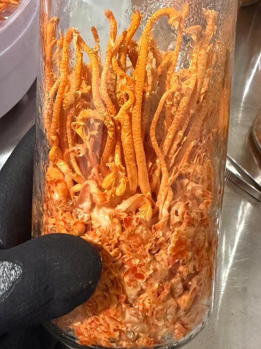 ORGANIC CORDYCEPS TRIPLE EXTRACT 100ML
